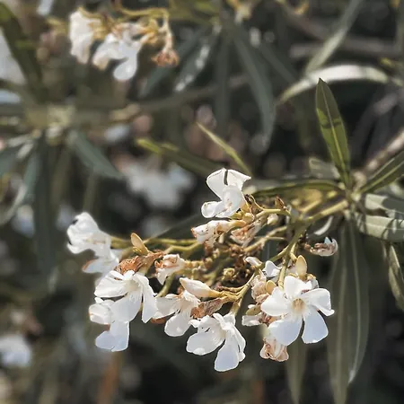 The Mykonos House - Newly Renovated Near Town Holiday home