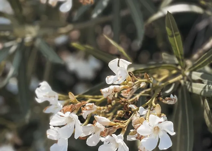 The Mykonos House - Newly Renovated Near Town Feriehus
